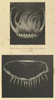 Picture 1 of 8 from Galerie Americaine du Musee d’Ethnographie du Trocadero; Choix de Pieces Archeologiques et Ethnographiques (1897), leaf 22
