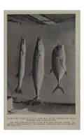 An illustration from The Sportsman’s Book for India (1904)