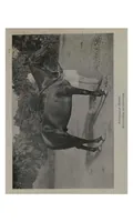 Picture 6 of 7 from The Sportsman’s Book for India (1904), leaf 383