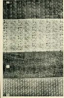 An illustration from [Indian art at Delhi, 1903. Being the official catalogue of the Delhi exhibition, 1902-1903 (1903)