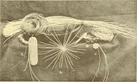 An illustration from Indian basketry, and How to make Indian and other baskets (1903)