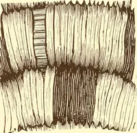 Picture 94 of 428 from Indian basketry, and How to make Indian and other baskets (1903), leaf 121