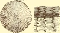 An illustration from Indian basketry, and How to make Indian and other baskets (1903)