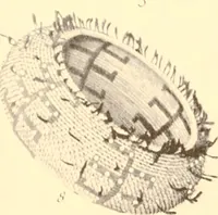 An illustration from Indian basketry, and How to make Indian and other baskets (1903)