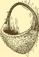 An illustration from Indian basketry, and How to make Indian and other baskets (1903)