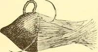 Picture 172 of 428 from Indian basketry, and How to make Indian and other baskets (1903), leaf 174