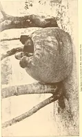 An illustration from Indian basketry, and How to make Indian and other baskets (1903)