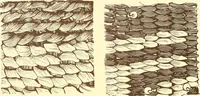 An illustration from Indian basketry, and How to make Indian and other baskets (1903)