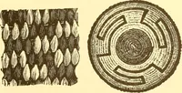 An illustration from Indian basketry, and How to make Indian and other baskets (1903)