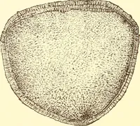 An illustration from Indian basketry, and How to make Indian and other baskets (1903)