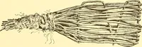 An illustration from Indian basketry, and How to make Indian and other baskets (1903)