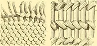 An illustration from Indian basketry, and How to make Indian and other baskets (1903)