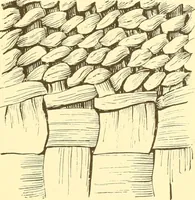 An illustration from Indian basketry, and How to make Indian and other baskets (1903)