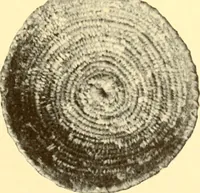 An illustration from Indian basketry, and How to make Indian and other baskets (1903)