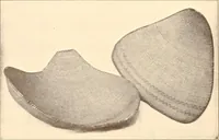 An illustration from Indian basketry, and How to make Indian and other baskets (1903)