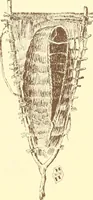 An illustration from Indian basketry, and How to make Indian and other baskets (1903)