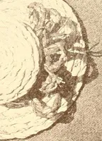 An illustration from Indian basketry, and How to make Indian and other baskets (1903)