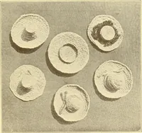 Picture 310 of 428 from Indian basketry, and How to make Indian and other baskets (1903), leaf 336