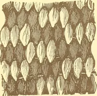 An illustration from Indian basketry, and How to make Indian and other baskets (1903)
