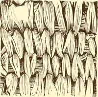 An illustration from Indian basketry, and How to make Indian and other baskets (1903)