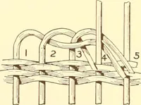 An illustration from Indian basketry, and How to make Indian and other baskets (1903)
