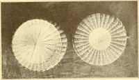 An illustration from Indian basketry, and How to make Indian and other baskets (1903)
