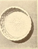 An illustration from Indian basketry, and How to make Indian and other baskets (1903)