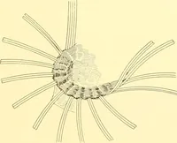 An illustration from Indian basketry, and How to make Indian and other baskets (1903)