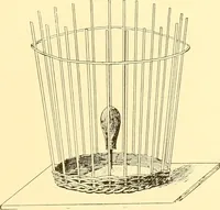 An illustration from Indian basketry, and How to make Indian and other baskets (1903)