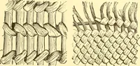 An illustration from Indian basketry, and How to make Indian and other baskets (1903)