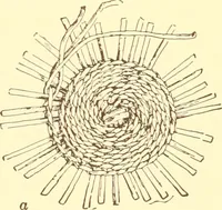 An illustration from Indian basketry, and How to make Indian and other baskets (1903)