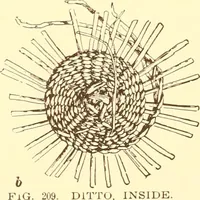 Picture 415 of 428 from Indian basketry, and How to make Indian and other baskets (1903), leaf 413