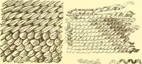 An illustration from Indian basketry, and How to make Indian and other baskets (1903)