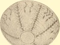An illustration from Indian basketry, and How to make Indian and other baskets (1903)
