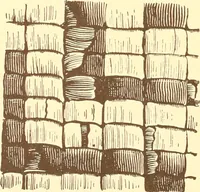 An illustration from Indian basketry, and How to make Indian and other baskets (1903)