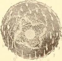 An illustration from Indian basketry, and How to make Indian and other baskets (1903)