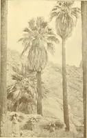 An illustration from Indian basketry, and How to make Indian and other baskets (1903)