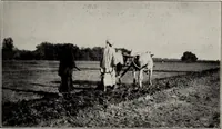 An illustration from Indian cotton (1915)