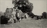 An illustration from Indian cotton (1915)