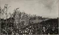 An illustration from Indian cotton (1915)