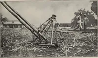 An illustration from Indian cotton (1915)