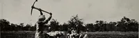 Picture 25 of 44 from Indian cotton (1915), leaf 149