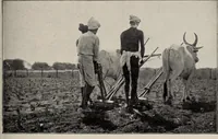 An illustration from Indian cotton (1915)