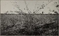 An illustration from Indian cotton (1915)
