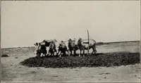 An illustration from Indian cotton (1915)