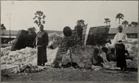 Picture 35 of 44 from Indian cotton (1915), leaf 217