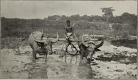 An illustration from Indian cotton (1915)