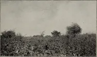 An illustration from Indian cotton (1915)