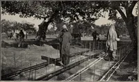 An illustration from Indian cotton (1915)
