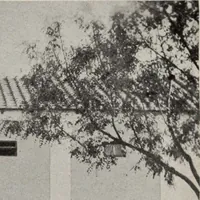 An illustration from Indian cotton (1915)